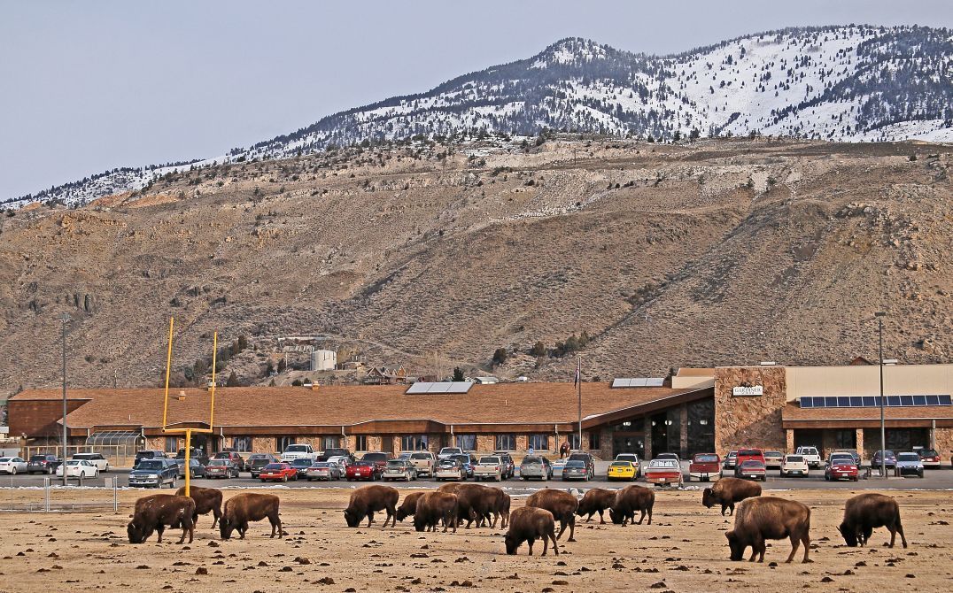 Bison graze on the football field